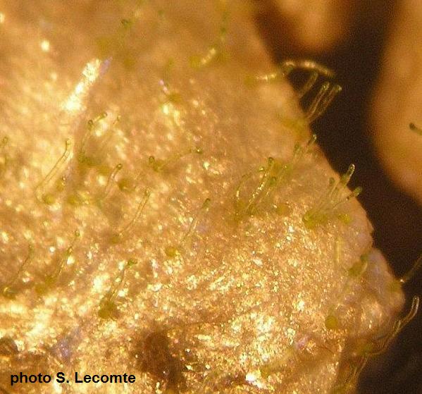 spores de fougres sur vermiculite