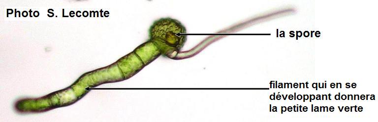 spore germée au microscope