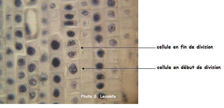 div_cell2